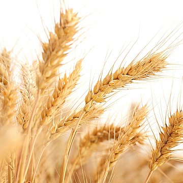 Agenti lievitanti e preparati farinacei pronti