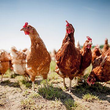 Optimaler Futtermittelmischer für Rind, Geflügel, Schwein und Co