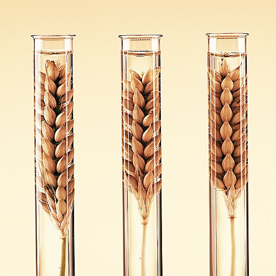 アインコーン、エマー、大麦といった穀物は、1万年前にはすでに栽培されていた。