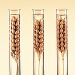 アインコーン、エマー、大麦といった穀物は、1万年前にはすでに栽培されていた。