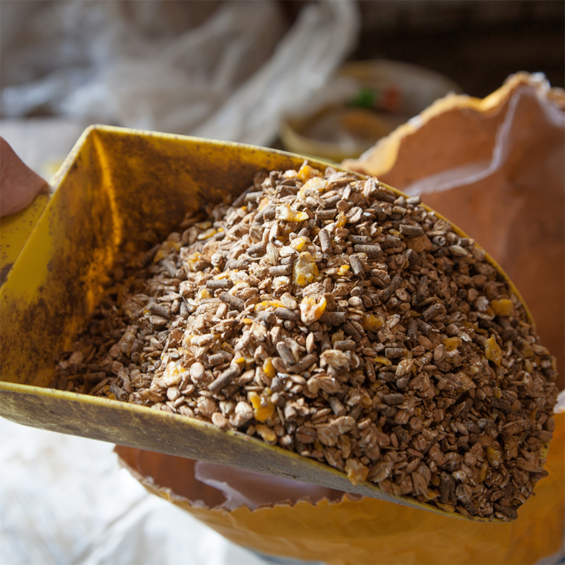 Cuál es el mejor grano de cereal para ofrecer al ganado?