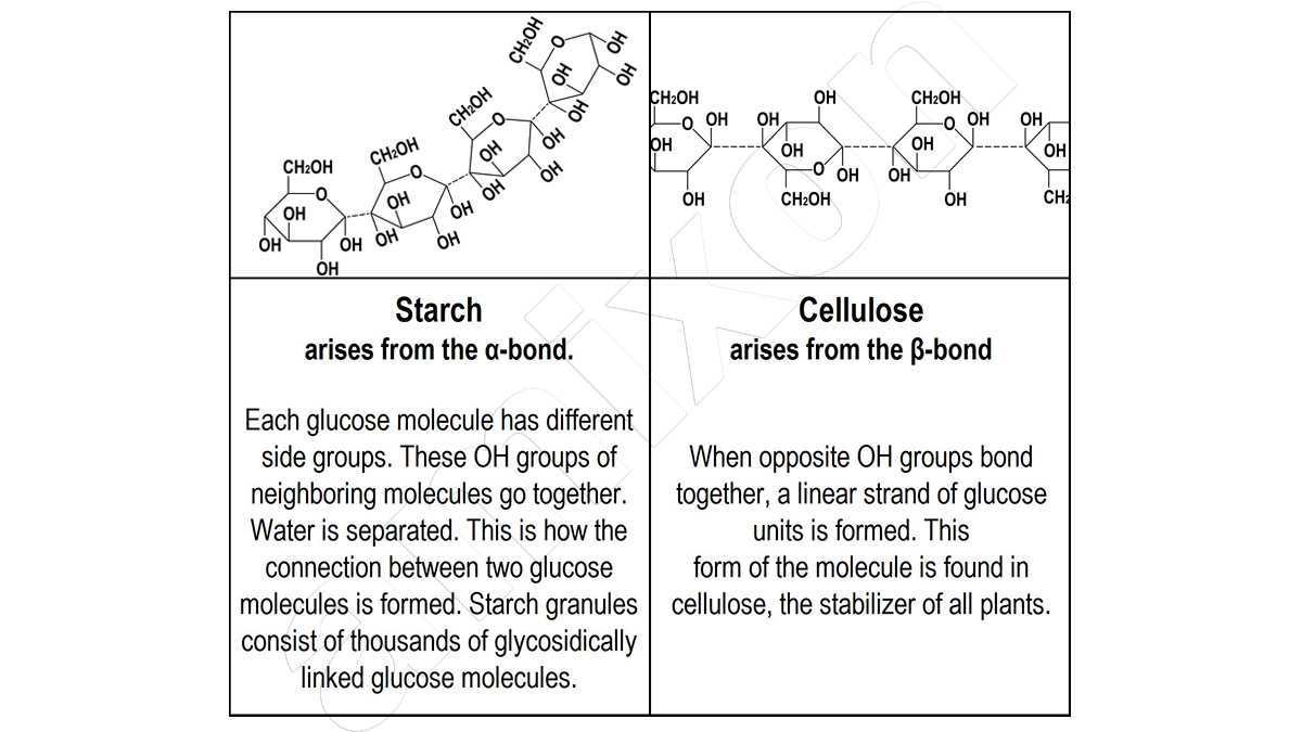 La cellulose a une structure chimique similaire à celle de l'amidon. Elle a cependant une fonction totalement différente.